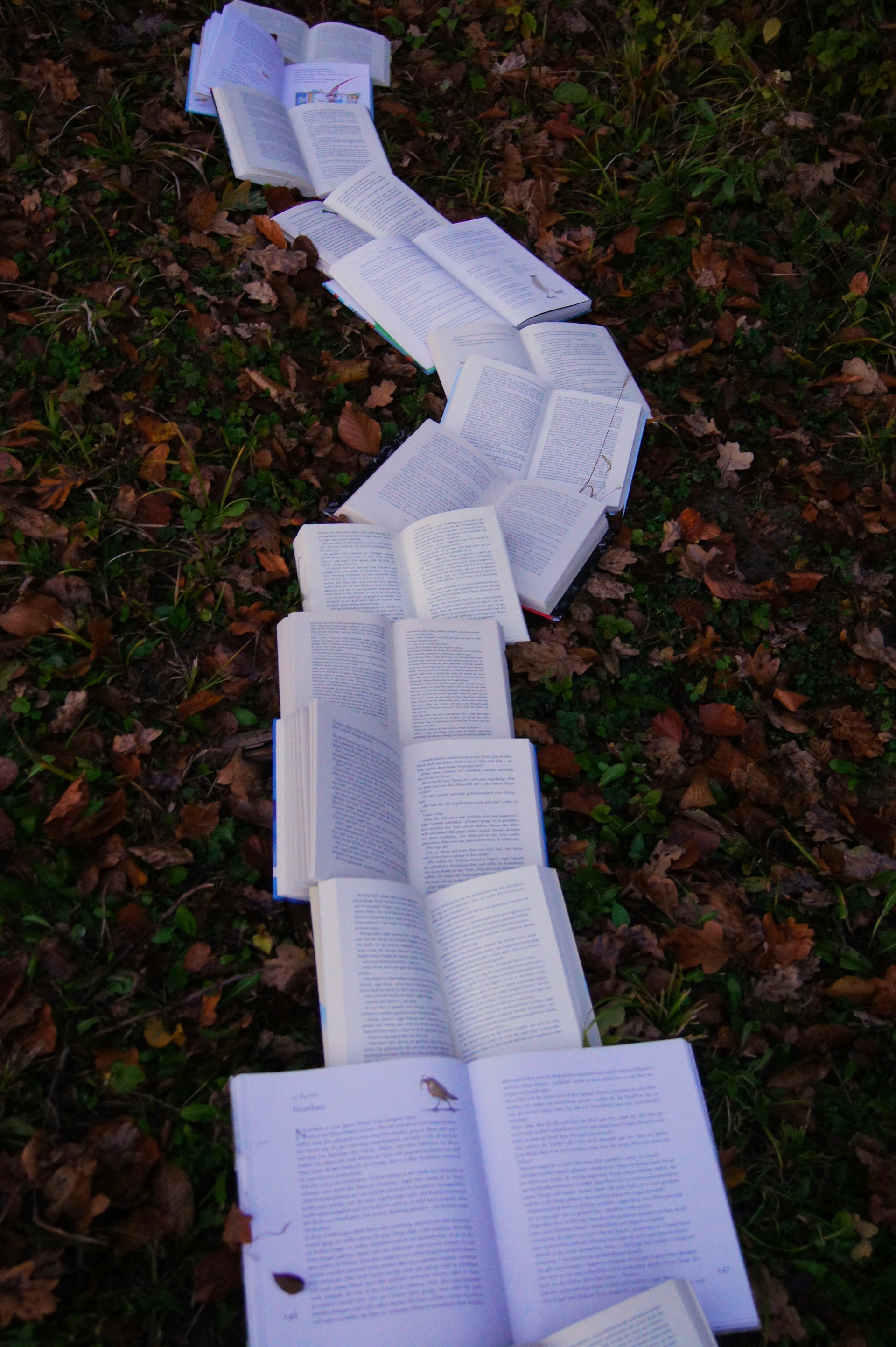 Camino de libros en hojas secas